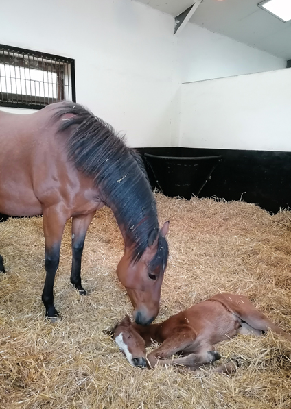  - Tribute Act and her Kingman filly -  28 April 2022