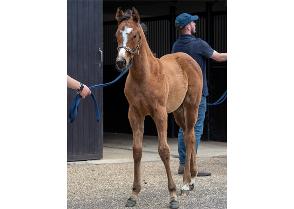  - Kingman ex Tribute Act filly - 30 June 22