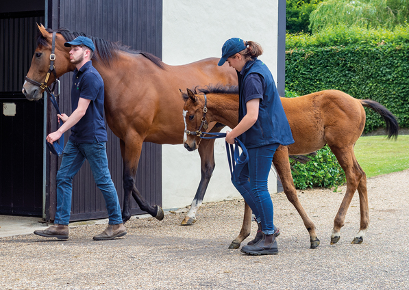  - Tribute Act and her Kingman filly - 30 June 22