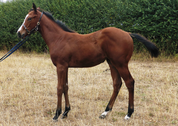  - Kingman ex Tribute Act filly - 18 Aug 2022