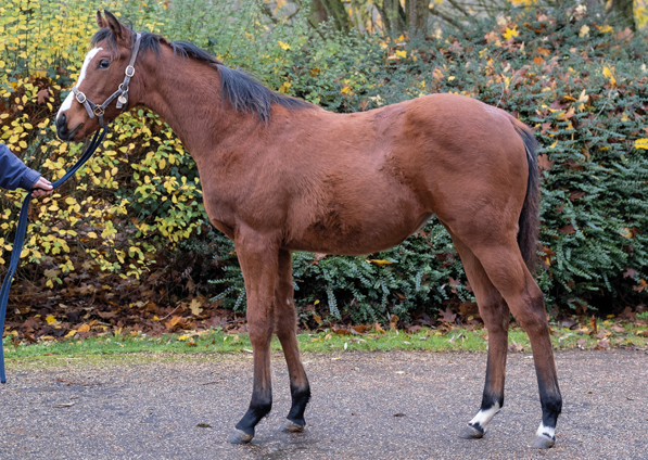  - Kingman ex Tribute Act Filly - 30 November 2022