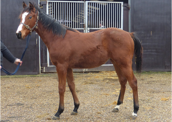  - Kingman ex Tribute Act filly - 16 Jan 2023