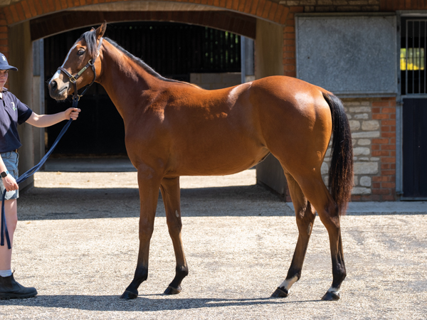  - Kingman ex Tribute Act filly - 15 June 2023-2