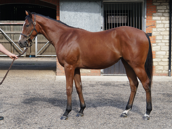  - Kingman ex Tribute Act filly - 13 September 2023