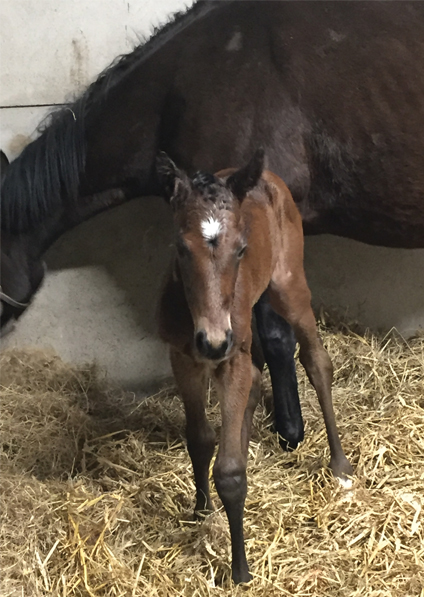  - Dark Angel ex Marlinka Filly - 24 April 2017