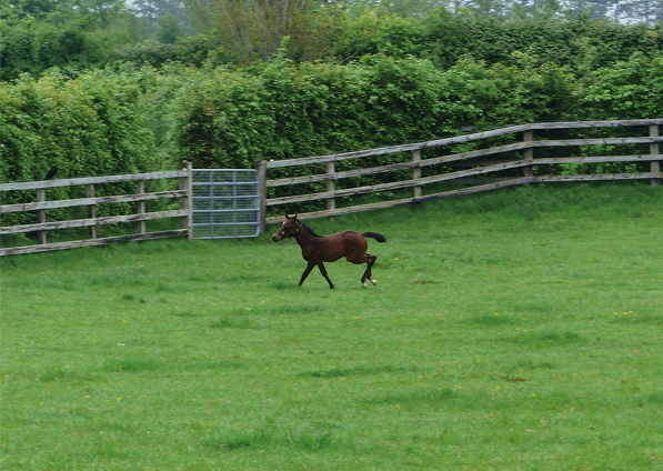  - Dark Angel ex Marlinka Filly - 24 May 2017