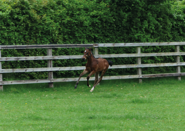  - Dark Angel ex Marlinka Filly - 24 May 2017