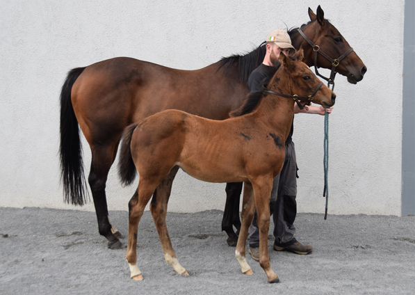  - Dark Angel ex Marlinka Filly - 150717