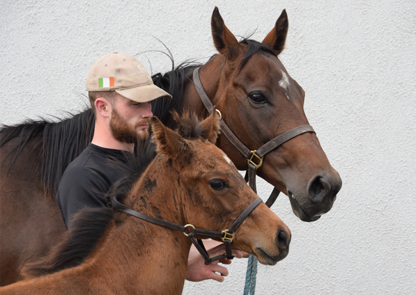  - Dark Angel ex Marlinka Filly - 150717