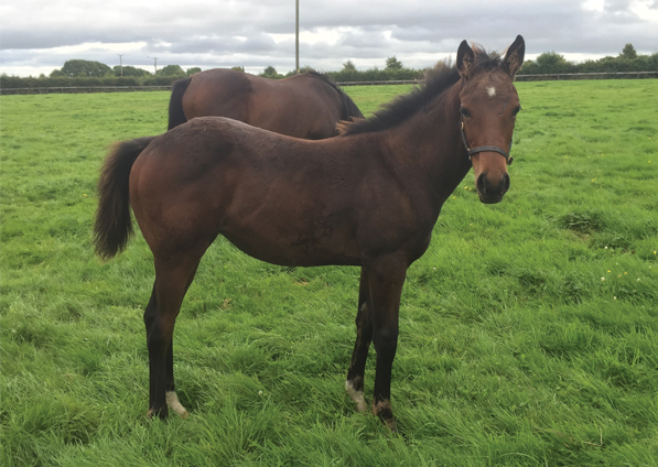  - Dark Angel ex Marlinka Filly - 28 August 2017