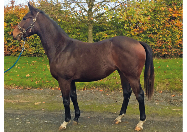  - Dark Angel ex Marlinka Filly - 15 November 2018