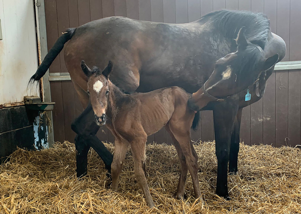  - Loretta with her Mayson filly foal - 31 March 2022