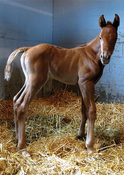  - Lemon Drop Kid ex Oceans Apart colt - April 2013