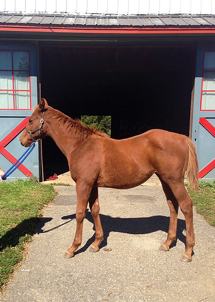  - Lemon Drop Kid ex Oceans Apart colt - October 2013