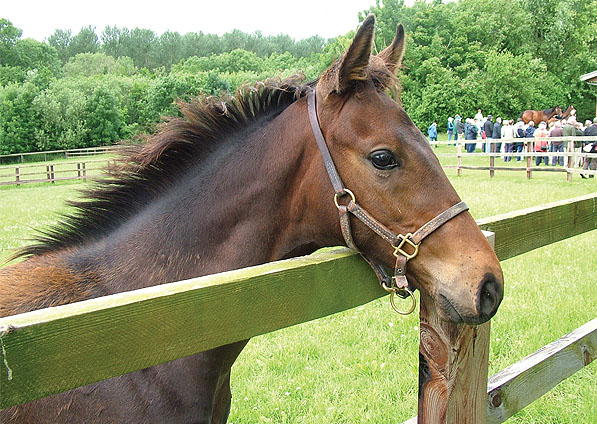  - Shamardal ex Ffestiniog 2008 colt foal - June 2008