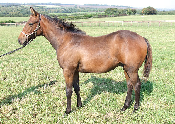  - Shamardal ex Ffestiniog 2008 colt foal - September 2008