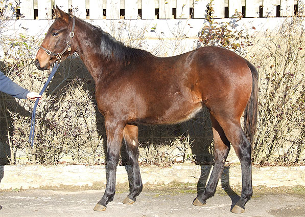  - Shamardal ex Ffestiniog 2008 colt foal - February 2009