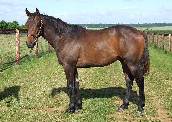  - Shamardal ex Ffestiniog 2008 colt foal - June 2009