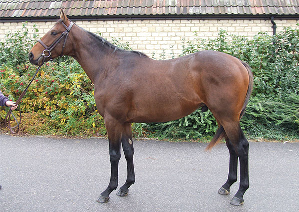  - Shamardal ex Ffestiniog 2008 colt foal - October 2009