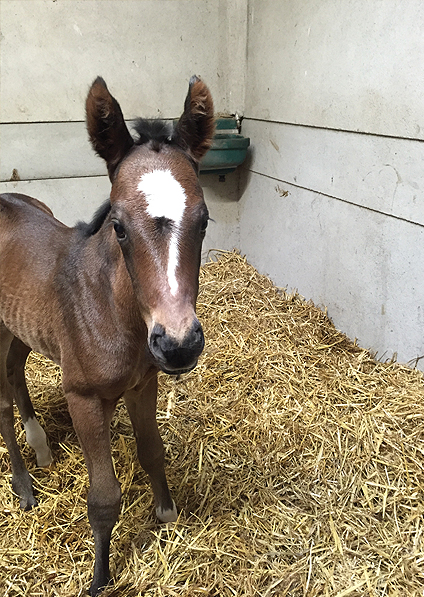  - Iffraaj ex Marlinka filly - 25 April 2016