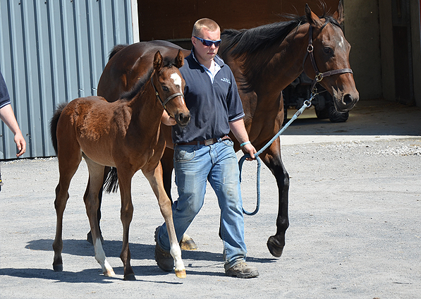  - Iffraaj ex Marlinka filly - 3 June 2016