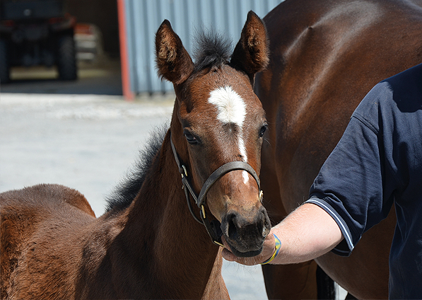  - Iffraaj ex Marlinka filly - 3 June 2016