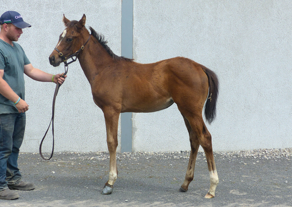  - Iffraaj ex Marlinka filly - 21 July 2016