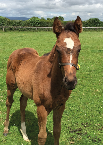  - Iffraaj ex Marlinka filly - 12 July 2016