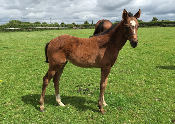  - Iffraaj ex Marlinka filly - 12 July 2016