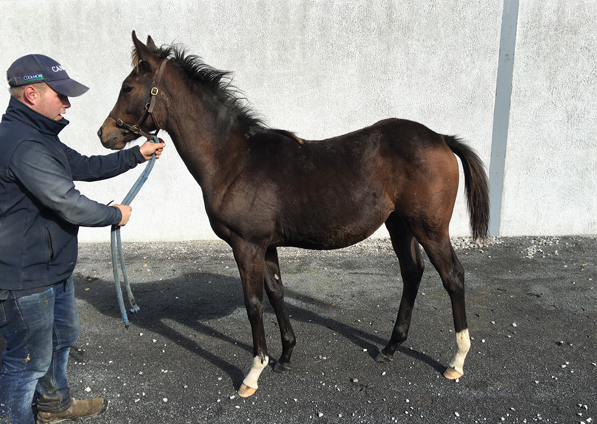  - Iffraaj ex Marlinka filly - 4 October 2016