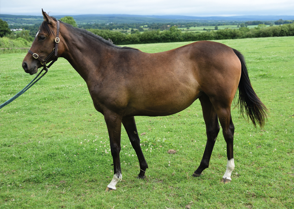  - Iffraaj ex Marlinka filly - 15 July 2017