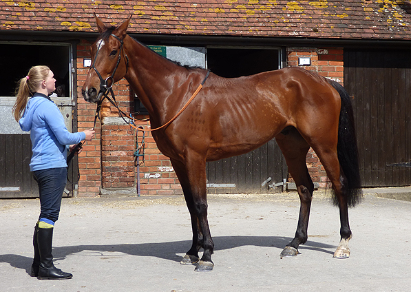  - Lumpys Gold at Ditcheat Stables - 18 April 2014