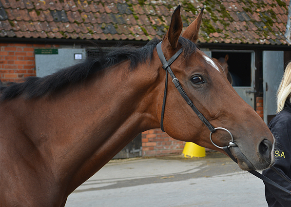  - Lumpys Gold at Ditcheat Stables - 5 October 2014 - 3