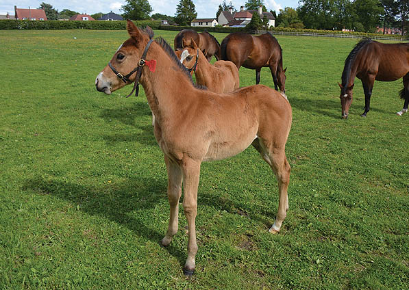  - Mastercrafstman ex Kalinova filly - 2 June 2015 - 2