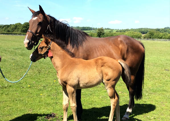  - Mastercrafstman ex Kalinova filly - 11 June 2015