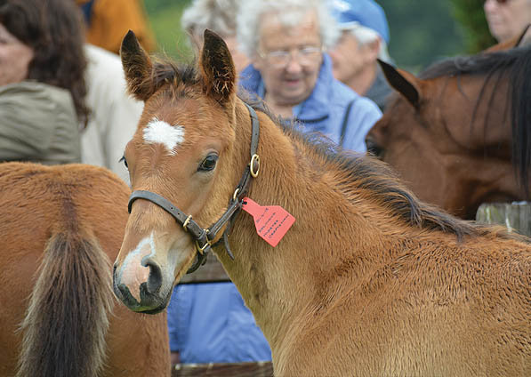  - Mastercrafstman ex Kalinova filly - 4 July 2015