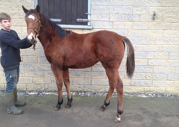  - Mastercrafstman ex Kalinova filly - 21 January 2016