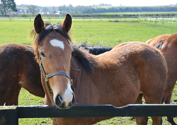  - Mastercraftsman ex Kalinova filly - 16 April 2016