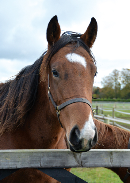  - Mastercraftsman ex Kalinova filly - 4 November 2016