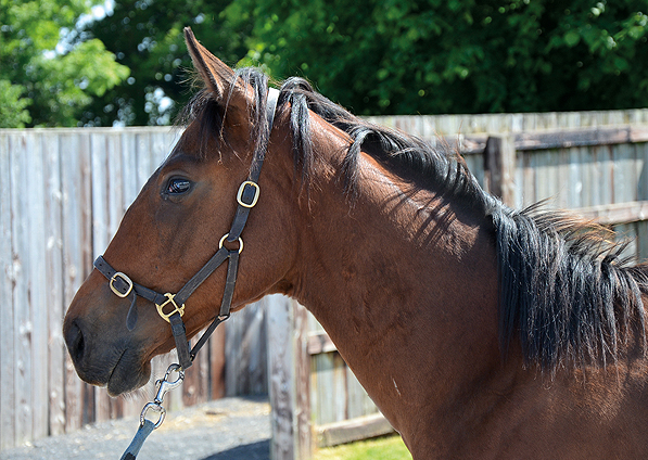  - Cape Cross ex Marlinka Colt - 3 June 2016