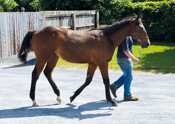  - Cape Cross ex Marlinka Colt - 3 June 2016