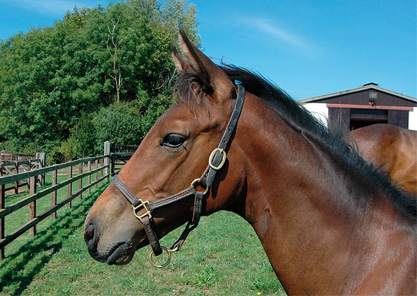  - Dansili ex Ffestiniog colt - September 2011  - 1