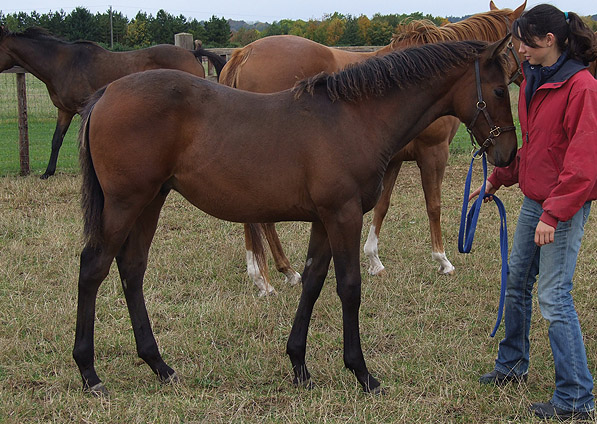  - Dansili ex Ffestiniog colt - September 2011  - 2