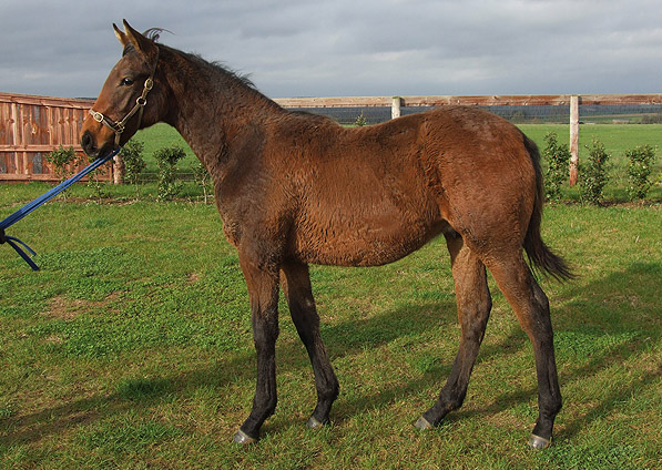  - Dansili ex Ffestiniog colt - November 2011