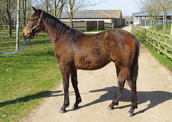  - Dansili ex Ffestiniog colt - March 2012