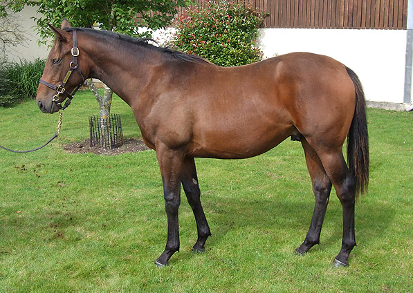  - Dansili ex Ffestiniog colt - August 2012