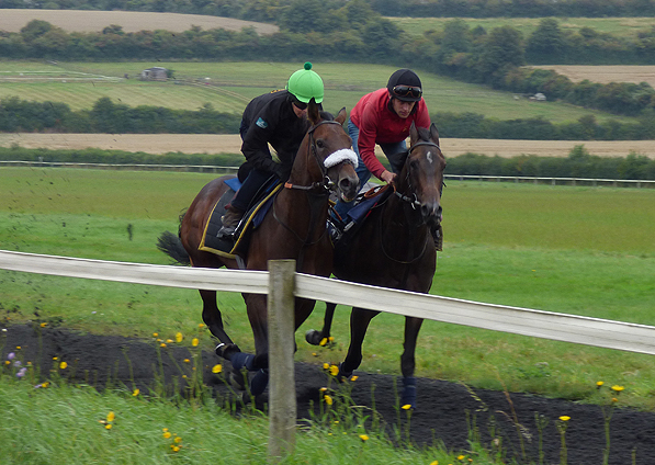  - Man Of Harlech on the gallops - August 2014