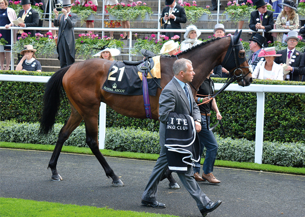  - Man Of Harlech at Royal Ascot - 15 June 2016