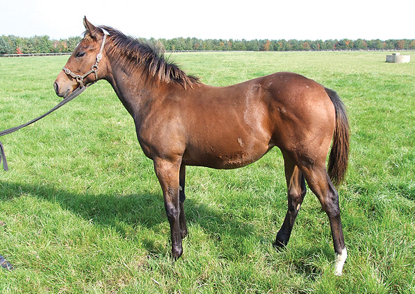  - Marju ex Baralinka filly - September 2008