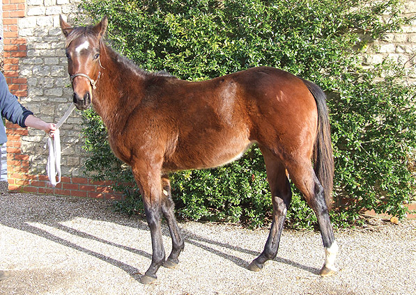  - Marju ex Baralinka filly - February 2009